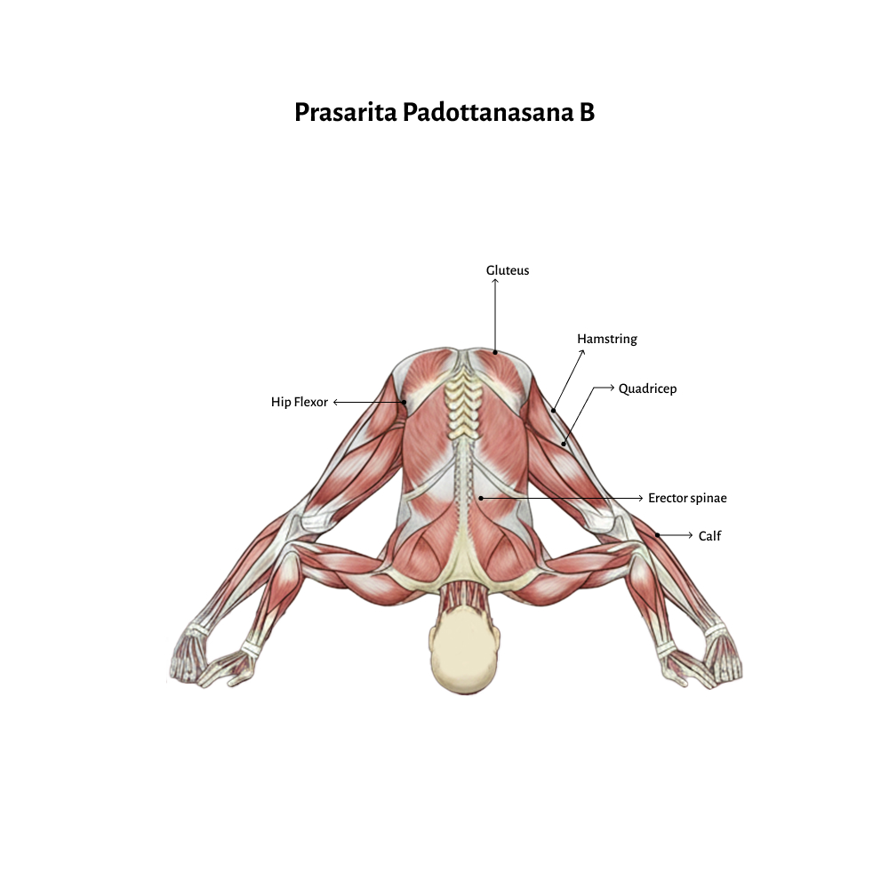 Prasarita Padottanasana B