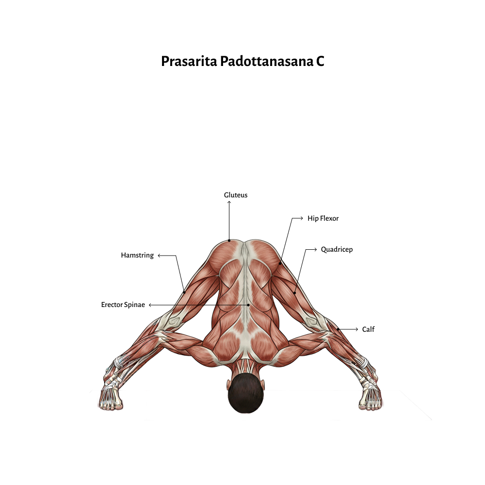Prasarita Padottanasana C