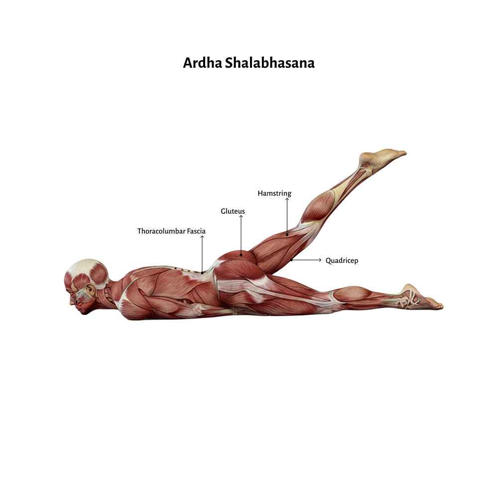 Ardha Shalabhasana
