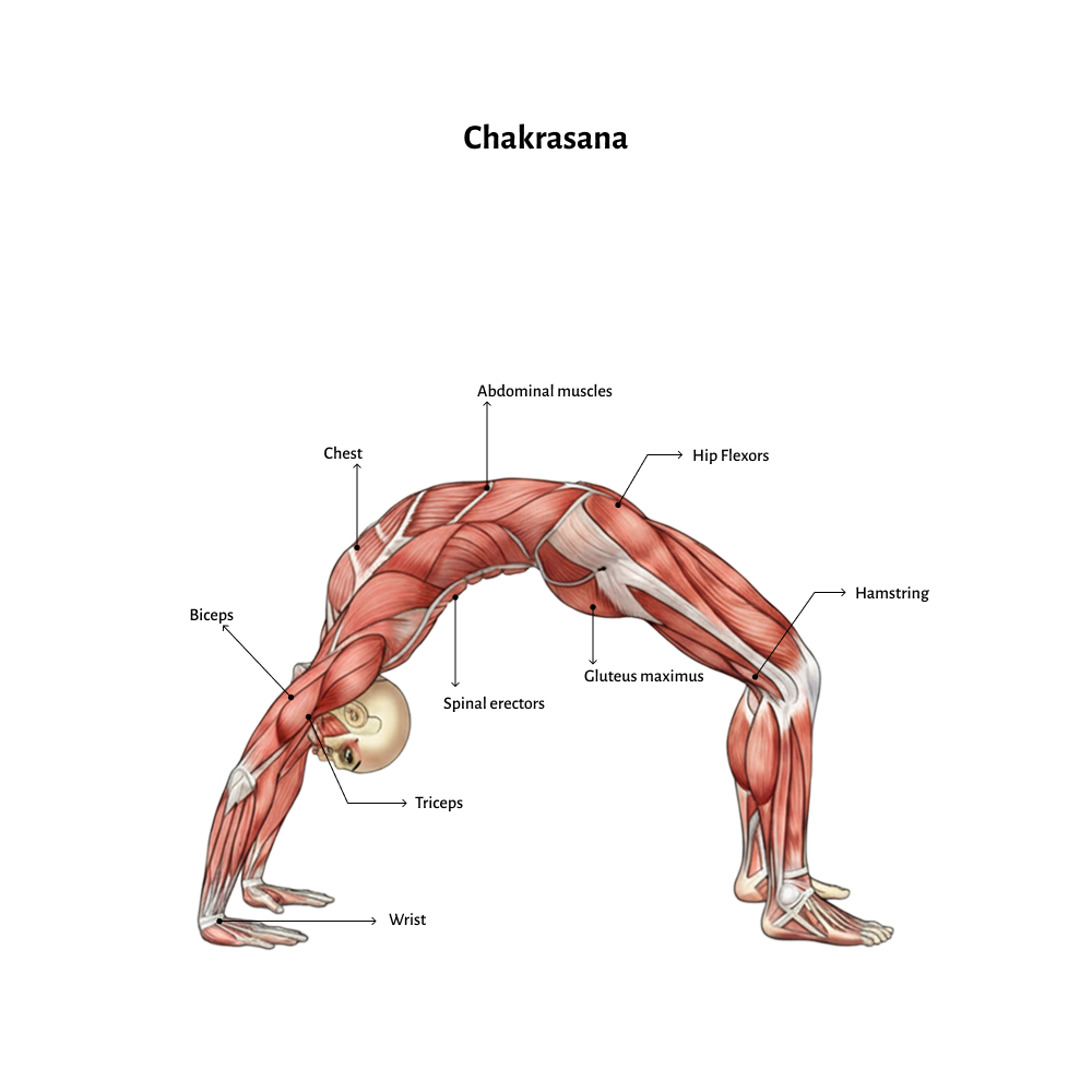 Chakrasana