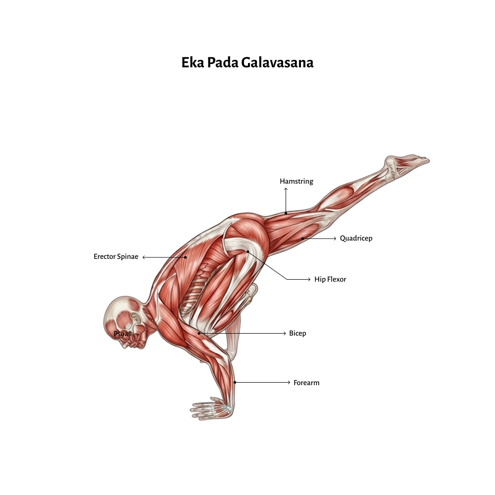 Eka Pada Galavasana (1)