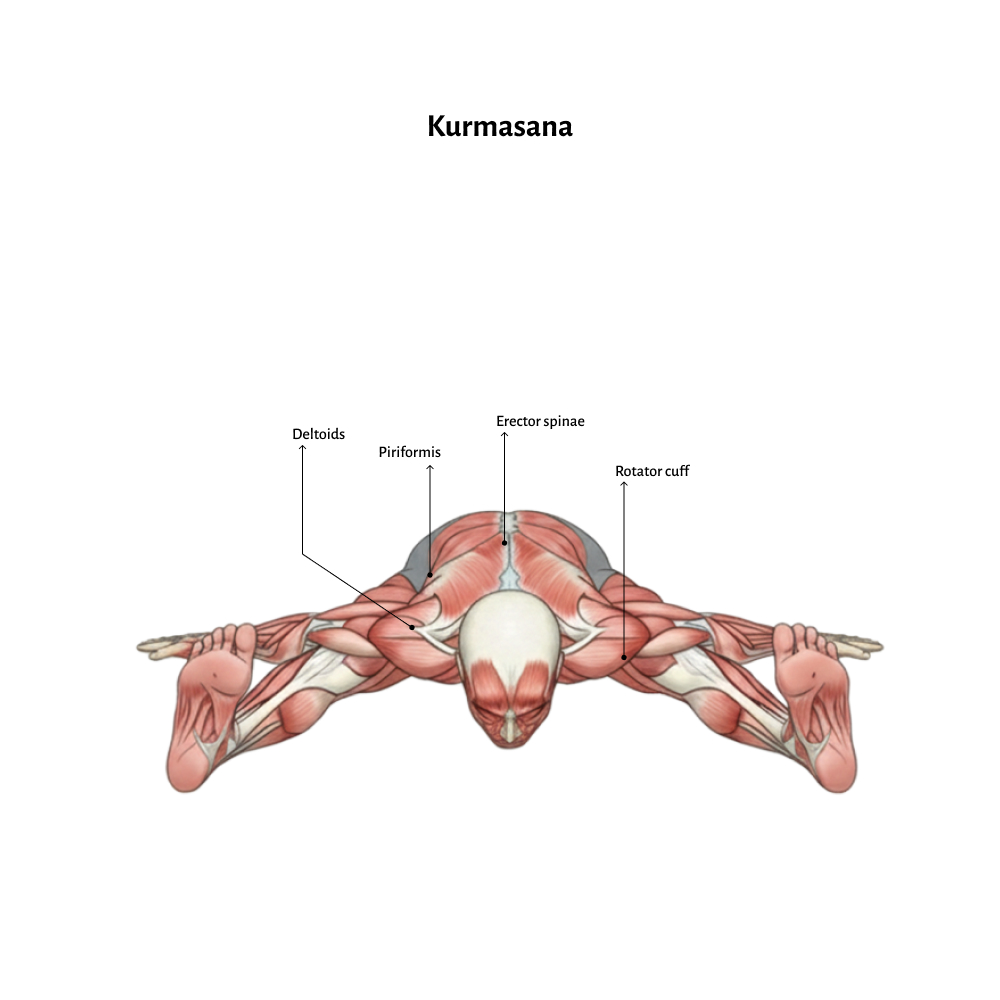 Kurmasana