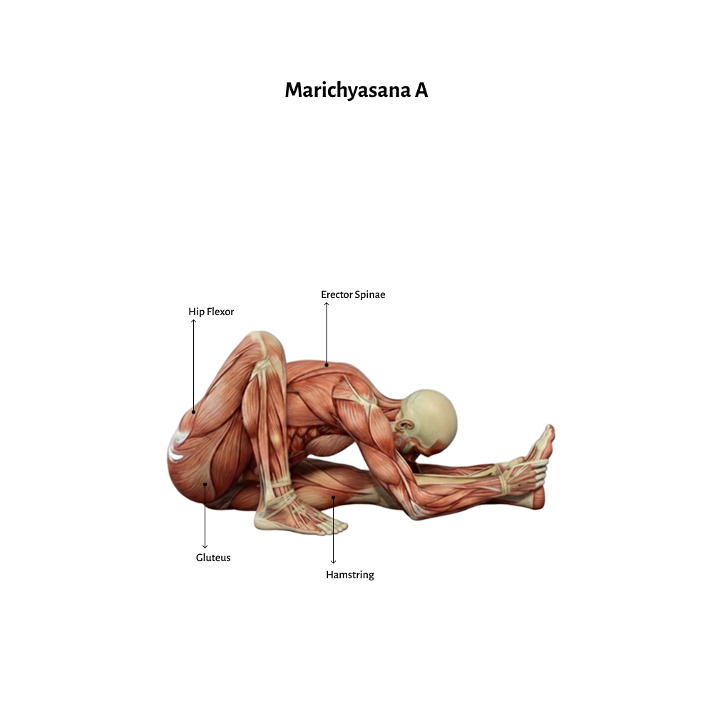 Marichyasana A (1)