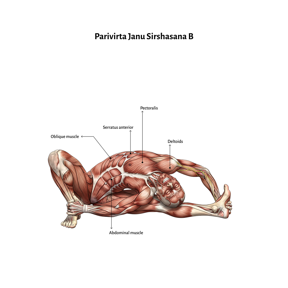 Parivirta Janu Sirshasana B