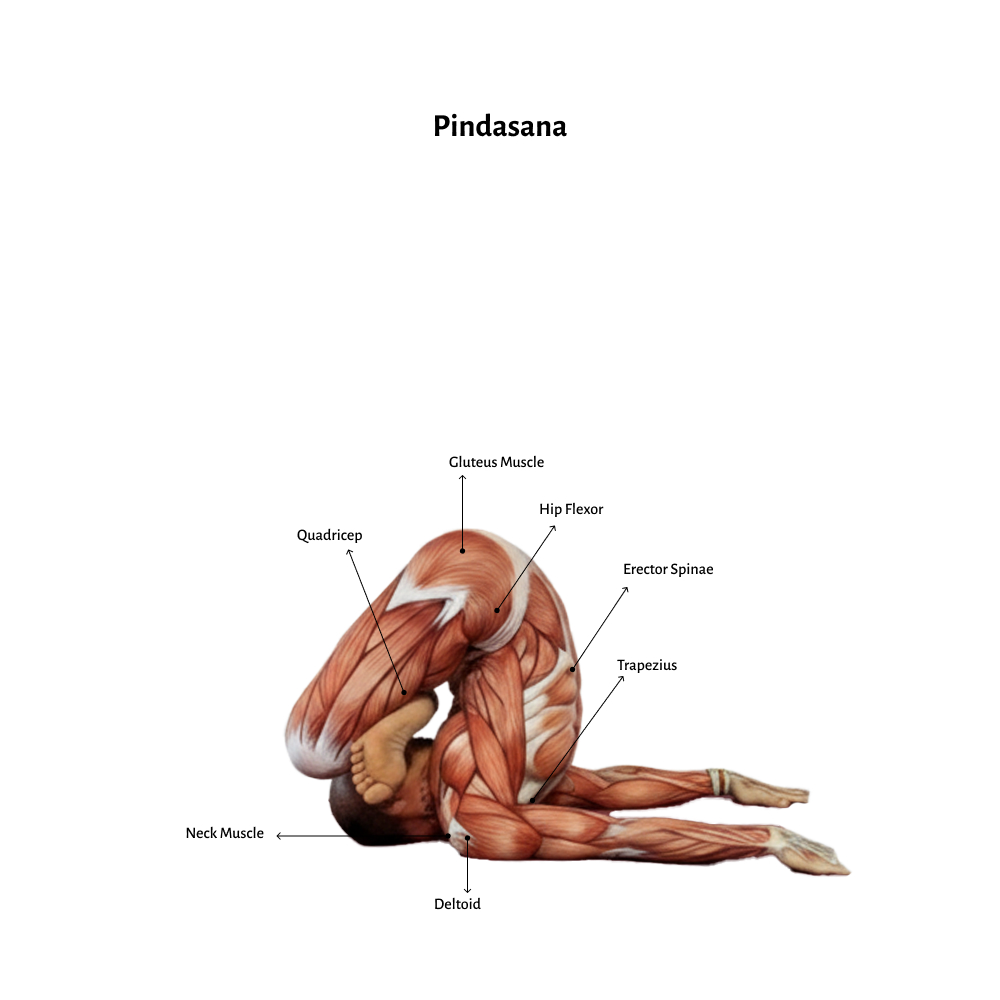 Pindasana