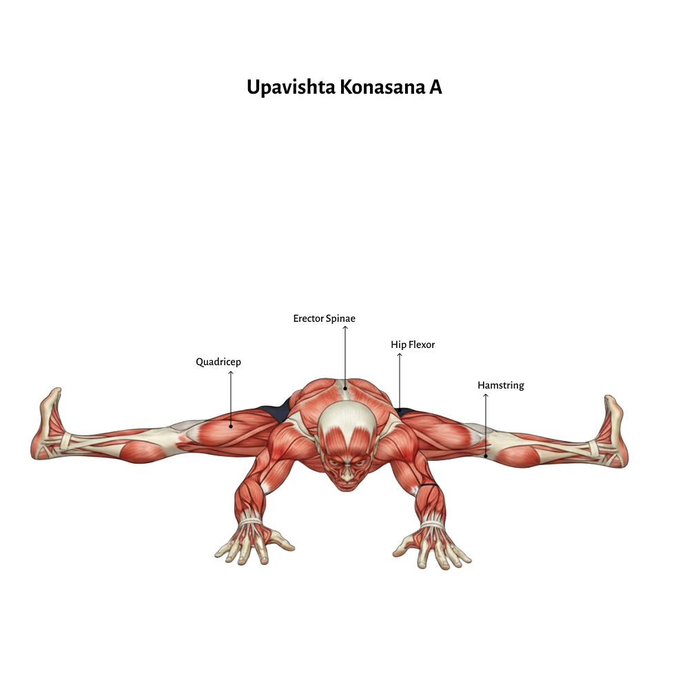 Upavishta Konasana A