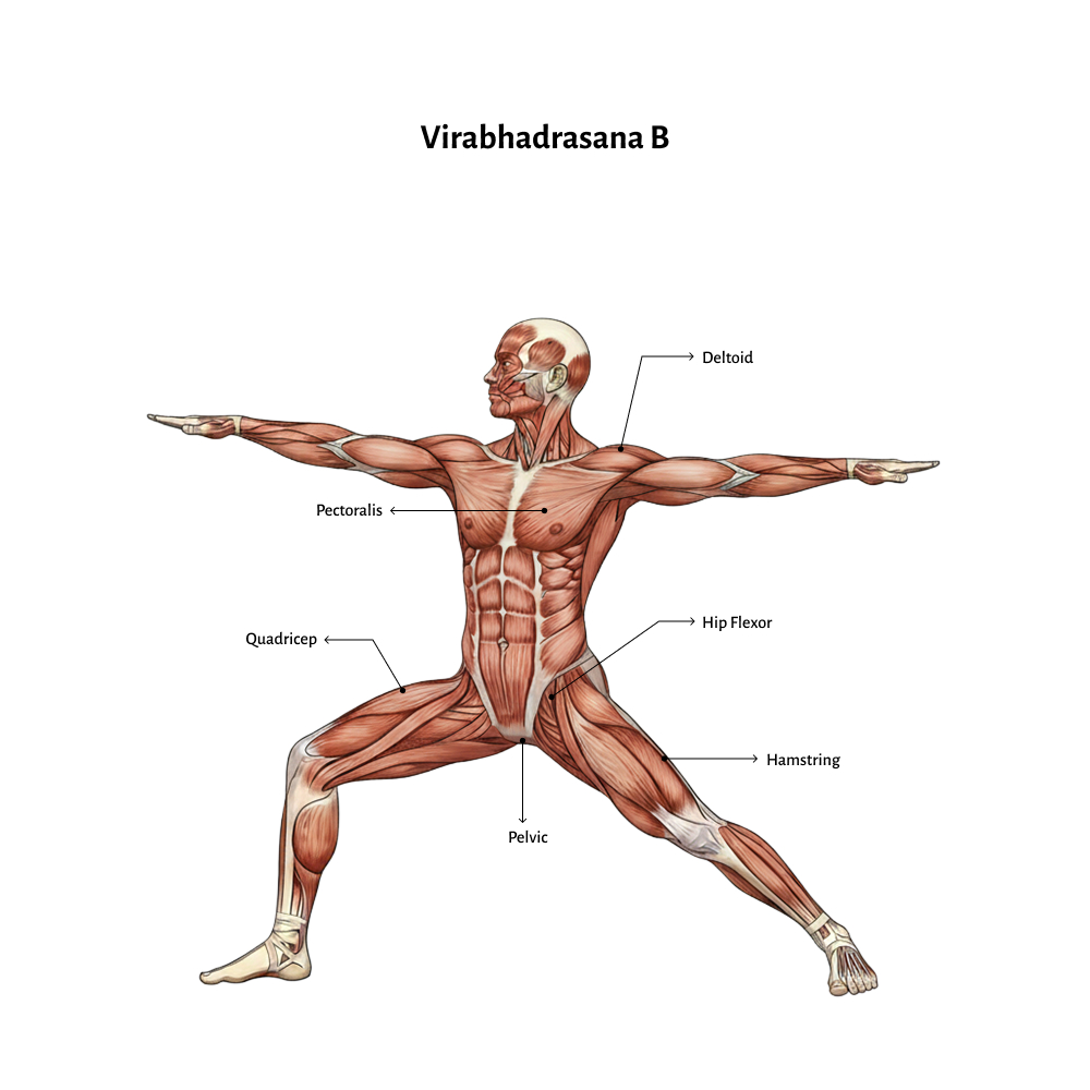 Virabhadrasana B